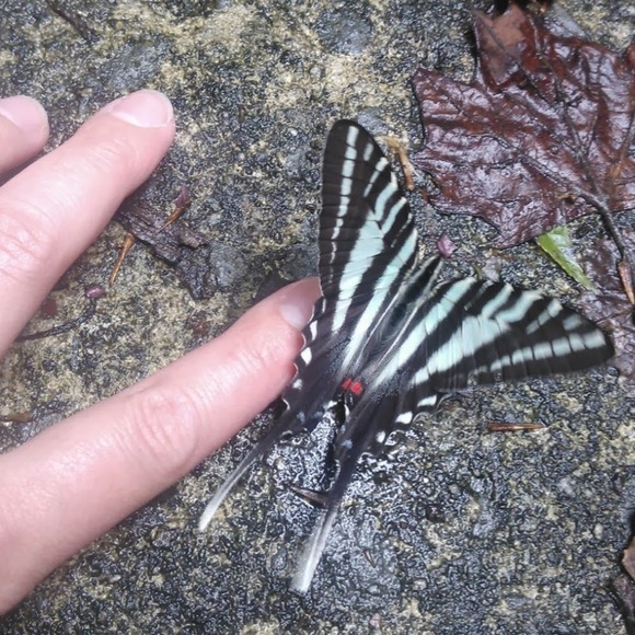 Meet your Posher, Jacqueline - Picture 1 of 1